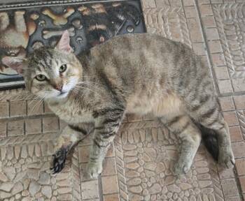 Rescue Domestic Short Hair Cats for Adoption in Pompano Beach, Florida - Cinnabon | PetCurious