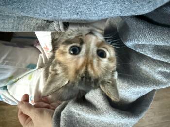 Domestic Short Hair Cats Available for Adoption in Bethel Park, Pennsylvania - Madeline | PetCurious