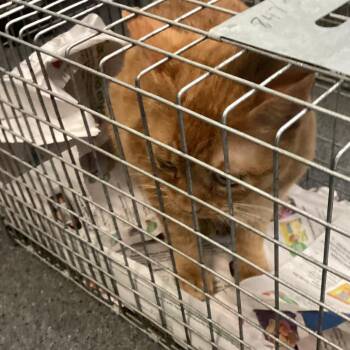 Domestic Short Hair Cats Available for Adoption in Montgomery, Alabama - Montgomery Kitty 107 | PetCurious