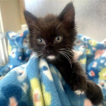 Chicken -  Domestic Medium Hair Cat for Adoption in Blackfoot, Idaho - Chicken | PetCurious
