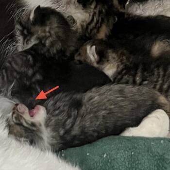 Timmy- Green -  Domestic Short Hair Cat Available for Adoption in West Palm Beach, Florida - Timmy- Green | PetCurious