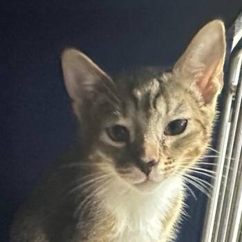 Greggor -  Domestic Short Hair Cat for Adoption in Los Angeles, California - Greggor | PetCurious