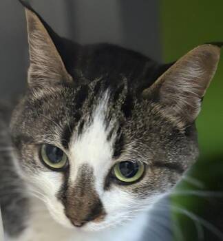 Sunseeker -  Domestic Short Hair Cat for Adoption in Jackson, Michigan - Sunseeker | PetCurious