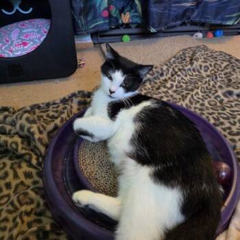 Sophia Estelle -  Domestic Short Hair Cat for Adoption in Fishers, Indiana - Sophia Estelle | PetCurious