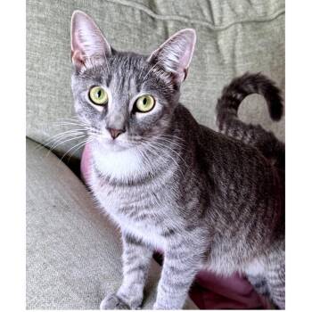 Toy Box -  Domestic Short Hair Cat for Adoption in Austin, Texas - Toy Box | PetCurious