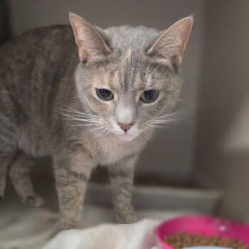 Domestic Short Hair Cats Available for Adoption in Fredericksburg, Virginia - Orla | PetCurious