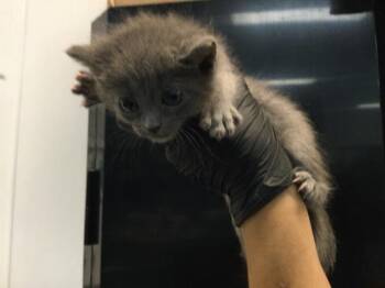 Domestic Short Hair Cats Available for Adoption in Thousand Palms, California - A1909633 | PetCurious
