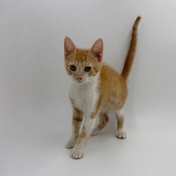 Odysseus -  Domestic Short Hair Cat for Adoption in State College, Pennsylvania - Odysseus | PetCurious