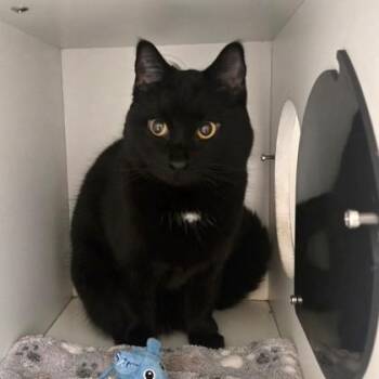 Butter -  Domestic Short Hair Cat for Adoption in Phoenixville, Pennsylvania - Butter | PetCurious