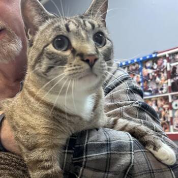 Hero -  Domestic Short Hair and Siamese Cat for Adoption in Dyersburg, Tennessee - Hero | PetCurious