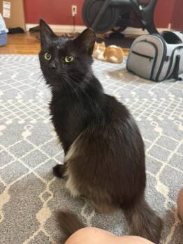 Crybaby -  Domestic Long Hair Cat for Adoption in Campbellsville, Kentucky - Crybaby | PetCurious