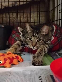Rescue Tabby and American Shorthair Cats for Adoption in Hoboken, New Jersey - Vincent Baby | PetCurious