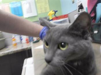 THUNDER -  Domestic Short Hair Cat for Adoption in Omaha, Nebraska - THUNDER | PetCurious