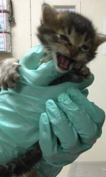 BENITO -  Domestic Short Hair Cat for Adoption in Riverside, California - BENITO | PetCurious