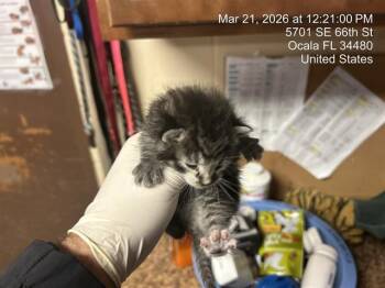 Domestic Short Hair Cats Available for Adoption in Ocala, Florida - A379147 | PetCurious