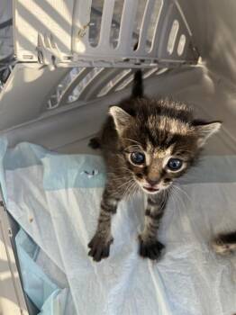 WALLY -  Domestic Short Hair Cat for Adoption in Dallas, Texas - WALLY | PetCurious