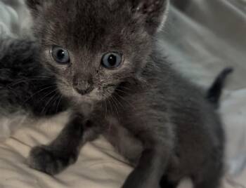 YOU -  Domestic Short Hair Cat for Adoption in Colorado Springs, Colorado - YOU | PetCurious