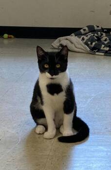Tuxedo Cats Available for Adoption in Chester, New Jersey - Leia | PetCurious