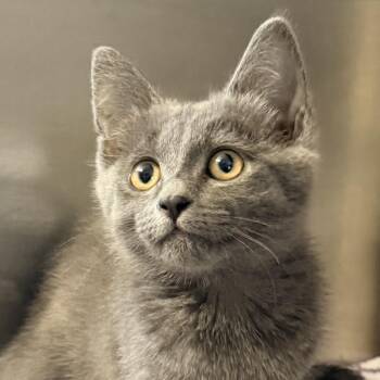 Willow -  Domestic Short Hair Cat for Adoption in Palm Springs, California - Willow | PetCurious