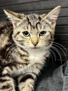Rescue Domestic Short Hair Cats for Adoption in Wichita, Kansas - Hazelnut Creamer | PetCurious