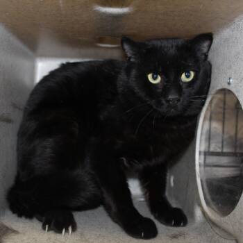 Domestic Short Hair Cats Available for Adoption in Yucca Valley, California - Johnny Cash [Spicy Kitty] | PetCurious