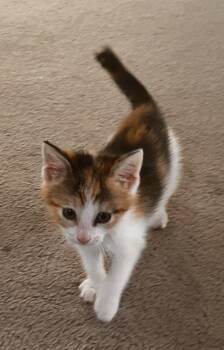 Calico Cats Available for Adoption in Fruit Heights, Utah - Dottie | PetCurious