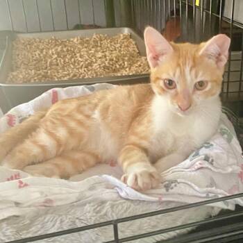 Nacho -  Domestic Short Hair Cat for Adoption in Waco, Texas - Nacho | PetCurious