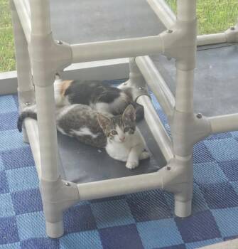 Domestic Short Hair Cats Available for Adoption in San Antonio, Texas - COMET | PetCurious