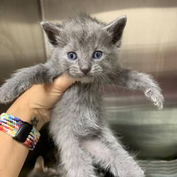 Zed -  Domestic Short Hair Cat for Adoption in Morganton, North Carolina - Zed | PetCurious