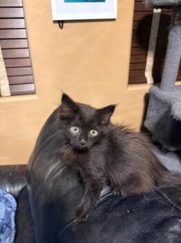 Little Bear -  Norwegian Forest Cat Cat for Adoption in Anthem, Arizona - Little Bear | PetCurious