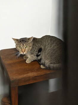 Rescue Domestic Short Hair Cats for Adoption in Champaign, Illinois - Barnaby | PetCurious