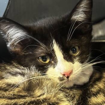 Valentino -  Domestic Short Hair Cat for Adoption in Chicago, Illinois - Valentino | PetCurious