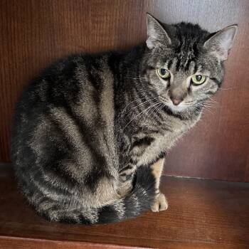 Domestic Short Hair Cats Available for Adoption - Shelby | PetCurious