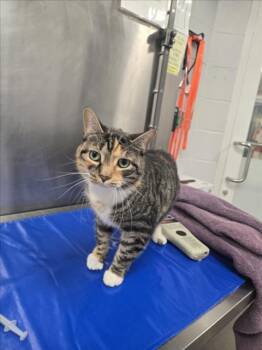Rescue Domestic Short Hair Cats for Adoption in Hagerstown, Maryland - VIOLETA | PetCurious