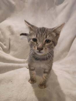 Chilli -  Domestic Short Hair Cat for Adoption in Metamora, Illinois - Chilli | PetCurious