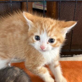 Austin -  Domestic Short Hair Cat for Adoption in Yucaipa, California - Austin | PetCurious