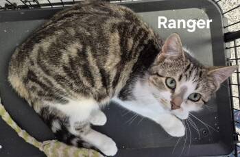Domestic Short Hair Cats Available for Adoption - Ranger | PetCurious