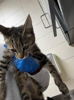 Robin -  Domestic Short Hair Cat for Adoption in Wichita, Kansas - Robin | PetCurious