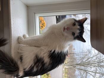 Rescue Domestic Long Hair Cats for Adoption in Warwick, New York - Patchouli | PetCurious