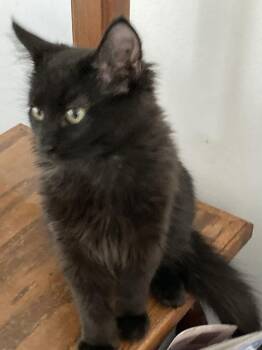 Domestic Medium Hair Cats Available for Adoption - Melvin | PetCurious