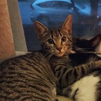 Marbles -  Domestic Short Hair Cat for Adoption in Waynesboro, Pennsylvania - Marbles | PetCurious