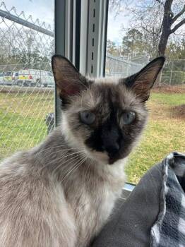 Siamese Cats Available for Adoption - Fluffy | PetCurious