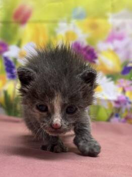 Anise -  Domestic Short Hair Cat for Adoption in San Antonio, Texas - Anise | PetCurious