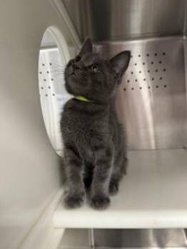 Tax -  Domestic Short Hair Cat for Adoption in Roseville, California - Tax | PetCurious