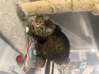 Rescue Domestic Long Hair Cats for Adoption in Pocatello, Idaho - Abey | PetCurious