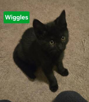 Domestic Short Hair Cats Available for Adoption in Coatesville, Pennsylvania - Wiggles | PetCurious