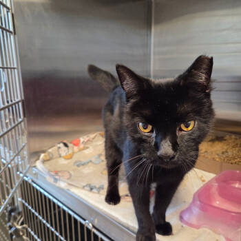 Rescue Domestic Short Hair Cats for Adoption in Chattanooga, Tennessee - Mr. Big Stuff | PetCurious