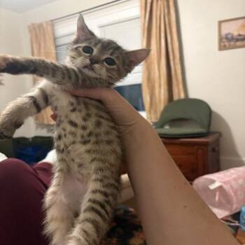 Wet Willy -  Domestic Short Hair Cat for Adoption in Chicago, Illinois - Wet Willy | PetCurious