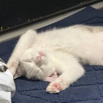 Fax Machine -  Domestic Short Hair Cat for Adoption in Redwood City, California - Fax Machine | PetCurious