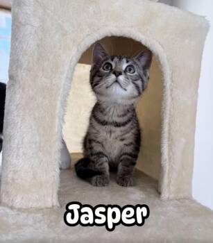 Jasper -  Domestic Short Hair Cat for Adoption in Farmington, Minnesota - Jasper | PetCurious